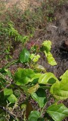 Combretum violaceum image