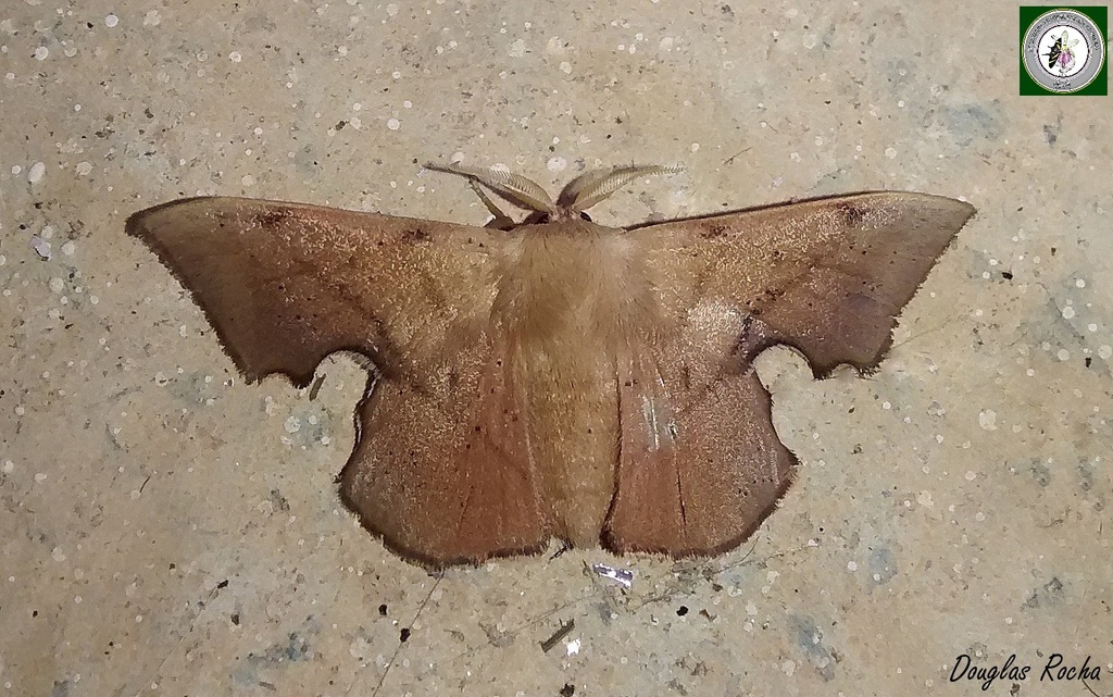 Trogoptera notata