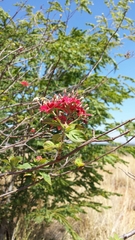 Paracarphalea pervilleana image