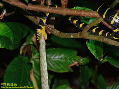 Boiga dendrophila