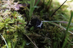 Rheumaptera hastata