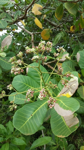 Anacardium occidentale image