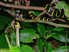 Boiga dendrophila