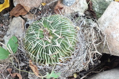 Echinofossulocactus pentacanthus