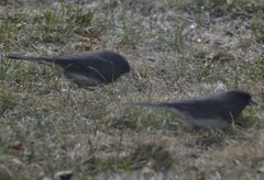 Junco hyemalis image