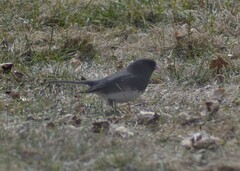 Junco hyemalis image