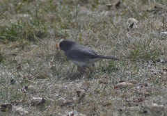 Junco hyemalis image