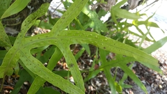 Microsorum scolopendria