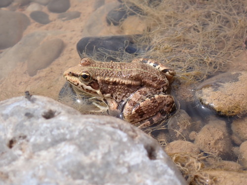 Sahara Frog
