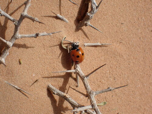 Algerian Seven-spotted Lady Beetle