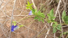 Clitoria rubiginosa
