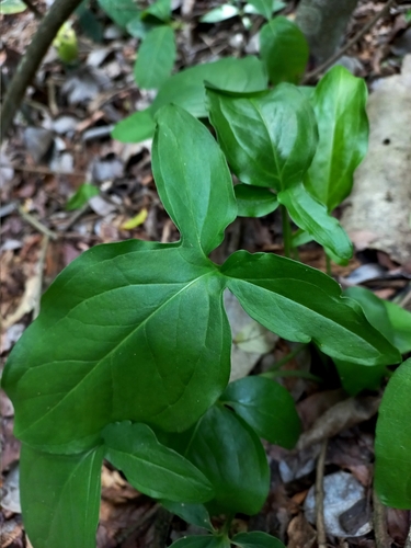 Image of Spathicarpa hastifolia by no rights reserved