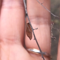 Drepanacra binocula