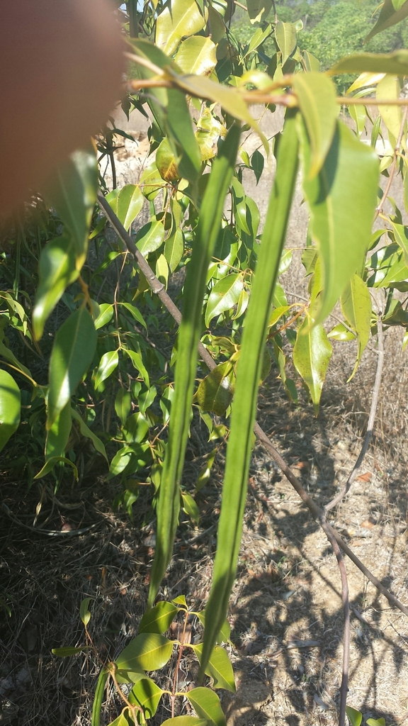Plectaneia