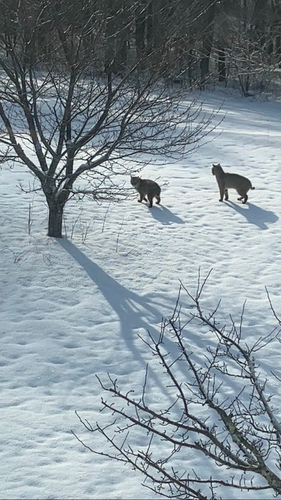 Bobcat photographed in Maine