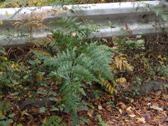 Pteridium latiusculum japonicum