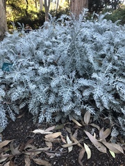 Centaurea gymnocarpa