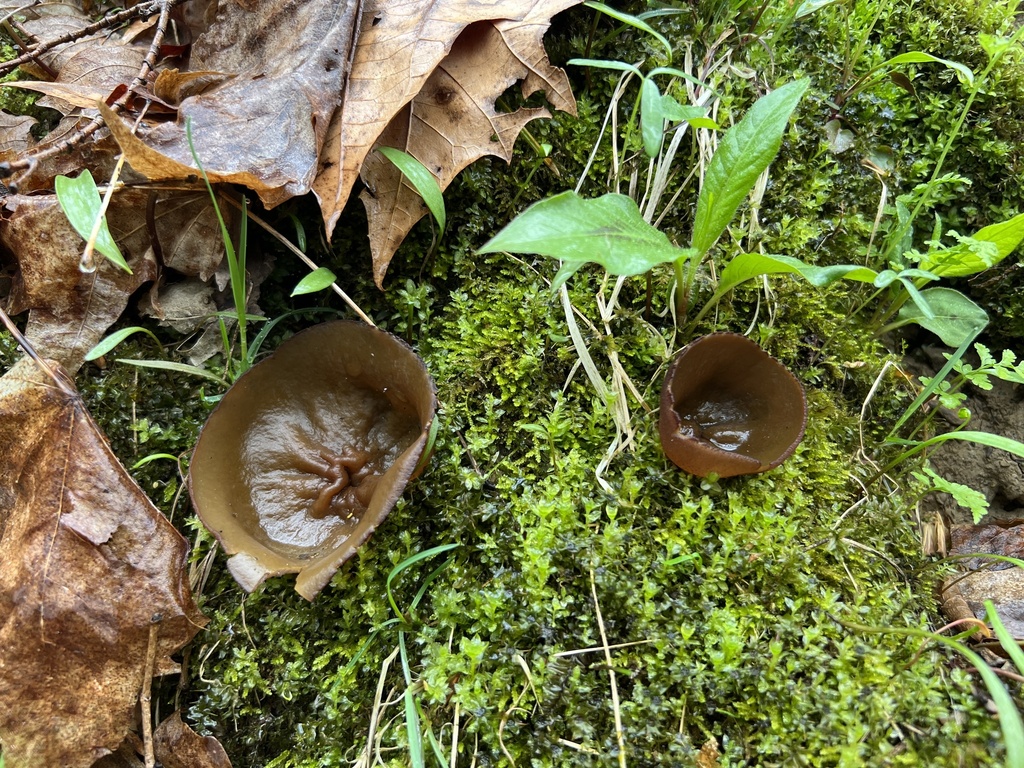 cupshaped morels from Albert Johnson Rd, Nashville, IN, US on April 16