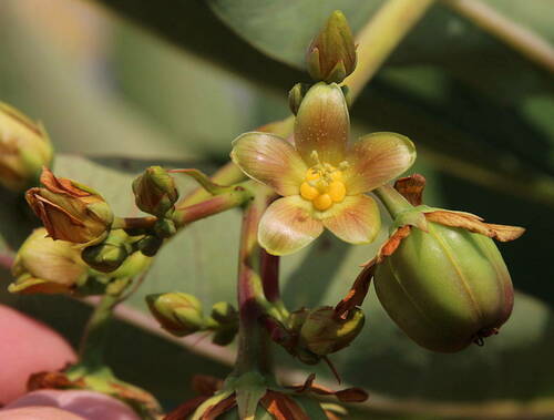 Jatropha image