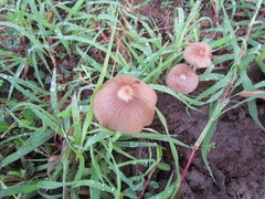 Bolbitius coprophilus