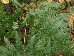 Pteridium latiusculum japonicum