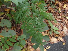 Pteridium latiusculum japonicum