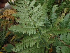Pteridium latiusculum japonicum