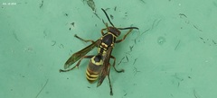 Polistes snelleni