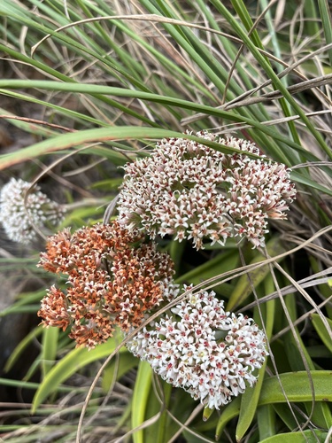 Rochea falcata (J.C.Wendl.) DC.