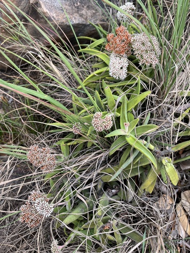 Crassula perfoliata