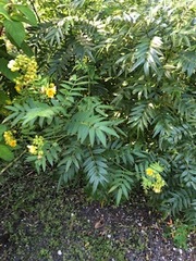 Coreopsis verticillata