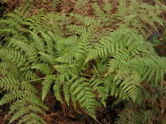 Pteridium latiusculum japonicum