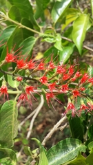 Combretum coccineum