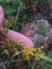 Solidago arguta boottii