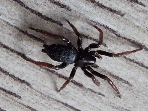 Yellow-legged Zipper Spider, 6708 LP Wageningen, Netherlands, photo 8 of 10