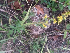 Solidago arguta boottii