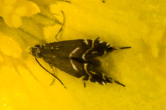 Glyphipterix simpliciella