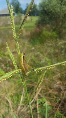 Paroxya clavuligera