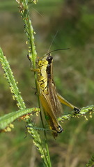 Paroxya clavuligera