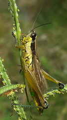 Paroxya clavuligera