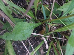 Solidago arguta boottii