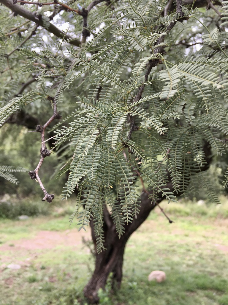 Prosopis flexuosa DC. 3