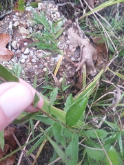 Solidago arguta boottii