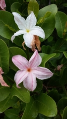 Mascarenhasia