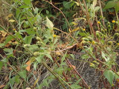 Bidens pilosa pilosa
