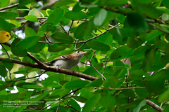 Vireo bairdi
