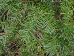 Taxus cuspidata