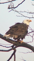 Haliaeetus leucocephalus