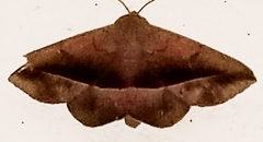 Epidromia rotundata
