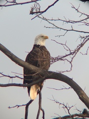 Haliaeetus leucocephalus